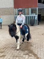 Shetlanders 1 m07 groot, Dieren en Toebehoren, Merrie