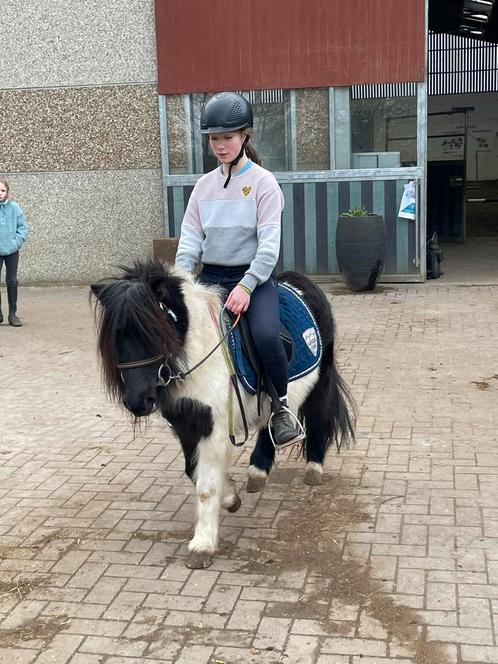 Shetlanders 1 m07 groot, Dieren en Toebehoren, Pony's, Merrie