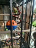 2 dwergpapegaaitjes/ agapornissen met kooi en assecoires, Dieren en Toebehoren, Ophalen, Nieuw