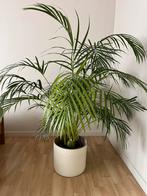 Kamerplant Goudpalm, Huis en Inrichting, Kamerplanten, Ophalen, 100 tot 150 cm, Palm, Halfschaduw