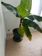 Bananier a donner, Huis en Inrichting, Kamerplanten, Ophalen