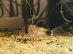 Corydoras panda / pandapantsermeerval, Dieren en Toebehoren