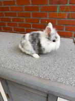 Dwergkonijn, Dieren en Toebehoren, Konijnen, Mannelijk, Dwerg, 0 tot 2 jaar