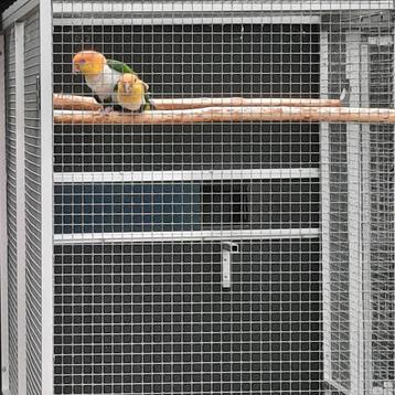 Kweek-koppel Groendij-caique`s/papegaaien en ook .... beschikbaar voor biedingen