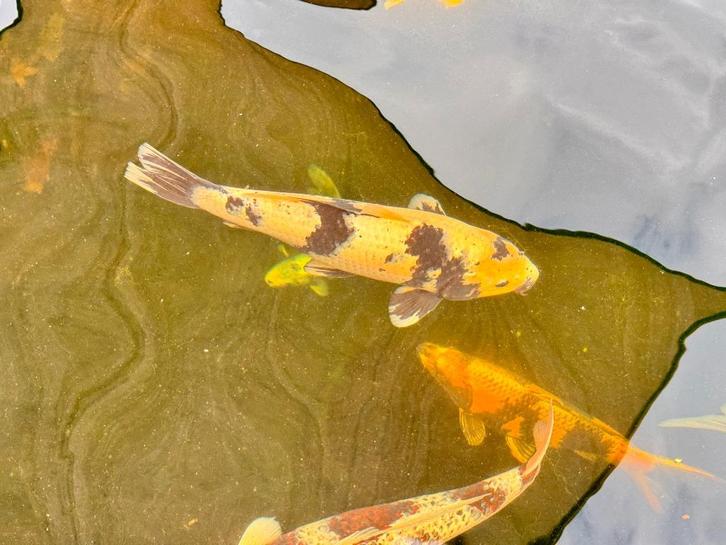 koi (Japanse) Op aanvraag nieuwe foto's bij gevoegd, Dieren en Toebehoren, Vissen | Vijvervissen, Karper of Koi