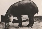 ZUIDAMERIKAANSE  TAPIR, Collections, Cartes postales | Animaux, Affranchie, Animal sauvage, 1940 à 1960, Envoi