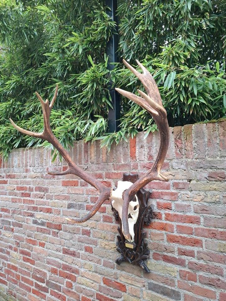 Schedel edelhert xxl gewei jacht opgezette hert taxidermie, Verzamelen, Dierenverzamelingen, Schedel, Hert, Ophalen