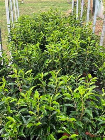 Portugese laurier Angustifolia 50-60 cm in pot beschikbaar voor biedingen