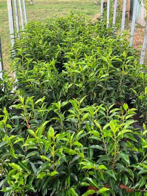 Portugese laurier Angustifolia 50-60 cm in pot, Tuin en Terras, Planten | Struiken en Hagen, Haag, Laurier, Minder dan 100 cm