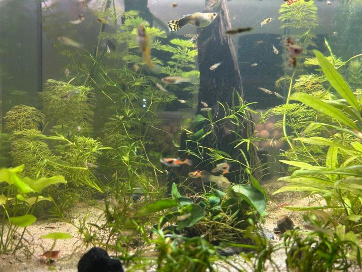 Mooie en gezonde guppy’s, Dieren en Toebehoren, Vissen | Aquariumvissen, Vis