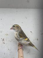 Europese sijs, Vrouwelijk, Wildzangvogel, Geringd