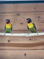 Agaporniden, Dieren en Toebehoren, Geslacht onbekend, Dwergpapegaai of Agapornis, Geringd