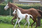 paint veulen, E pony (1.48m - 1.57m), 0 tot 2 jaar, Hengst, Gechipt