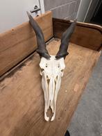 Prachtige Hartebeest schedel, Verzamelen, Dierenverzamelingen, Ophalen of Verzenden, Gebruikt, Wild dier, Schedel