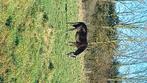 Prachtige recreatie-/draagmerrie/fokmerrie, Dieren en Toebehoren, Paarden, Merrie, Gechipt, L, 11 jaar of ouder