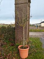 Olijfboom, Tuin en Terras, Ophalen, Olijfboom