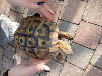 Testudo hermanni mannetje van 2014