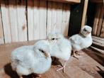 Opal Legbar hennen en haantjes, Dieren en Toebehoren, Meerdere dieren, Kip