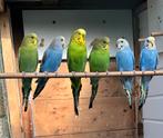 2 groene grasparkieten, Dieren en Toebehoren, Vogels | Parkieten en Papegaaien