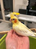 Calopsittes élevé à la main, Animaux & Accessoires, Oiseaux | Perruches & Perroquets, Domestique