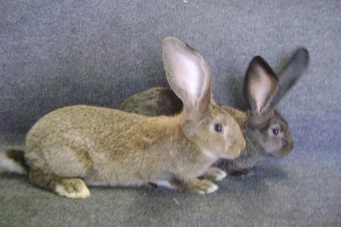Jonge Vlaamse reuzen, Dieren en Toebehoren, Konijnen, Groot, Meerdere dieren