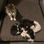 Katten & kittens, Dieren en Toebehoren, Meerdere dieren, Ontwormd, 0 tot 2 jaar