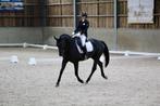 Dressuurmerrie met top origine, Dieren en Toebehoren, Paarden, Merrie, Gechipt, Dressuurpaard, L