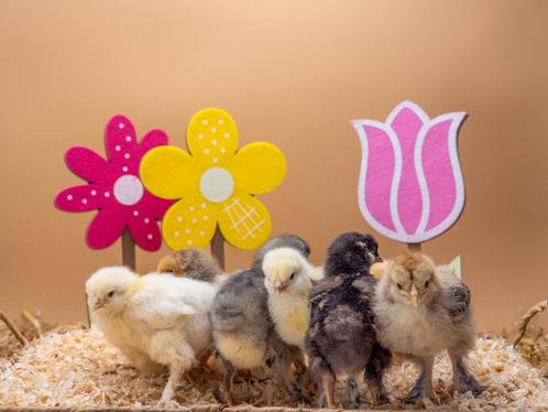 Brahma kuikens hennetjes | Veel kleuren | gesekst en ingeënt, Animaux & Accessoires, Volatiles, Poule ou poulet, Femelle