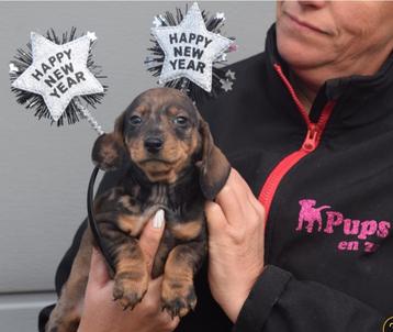 Teckel pups mooie keuze beschikbaar voor biedingen