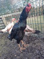 Shamo, Dieren en Toebehoren, Maart, Meerdere dieren