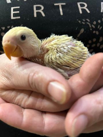 Agapornis roseicollie baby handtam  beschikbaar voor biedingen
