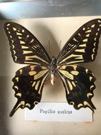 Papillon dans le cadre, Collections, Collections Animaux, Autres types, Autres, Utilisé, Enlèvement ou Envoi