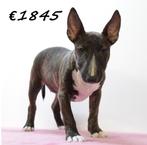 Bull Terrier miniatuur pups te koop, Dieren en Toebehoren, Honden | Jack Russells en Terriërs, Bull Terriër, België, 15 weken tot 1 jaar