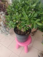 Vetplant, Tuin en Terras, Ophalen of Verzenden