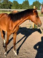 Superleuke jaarling don’t touch tiji hero, Dieren en Toebehoren, Merrie, Springpaard, Z, Gechipt