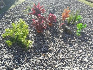 Nepplantjes aquarium  beschikbaar voor biedingen