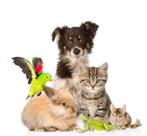 CHERCHE petites ASBL aidant les animaux POUR DONS en nature, Contacten en Berichten, Advies en Oproepen