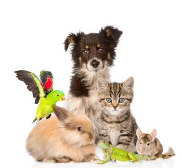 CHERCHE petites ASBL aidant les animaux POUR DONS en nature  beschikbaar voor biedingen