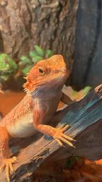 Bardagaam te koop, Dieren en Toebehoren, Reptielen en Amfibieën, Overige soorten, Met terrarium, 0 tot 2 jaar