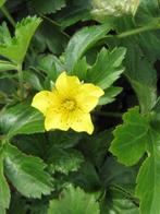 Goudsaarbei/ sieraardbei / Waldstenia ternata, Tuin en Terras, Halfschaduw, Vaste plant, Bodembedekkers, Lente