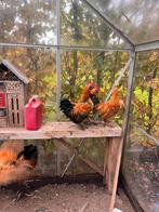 Chabo haantjes, Dieren en Toebehoren, Pluimvee