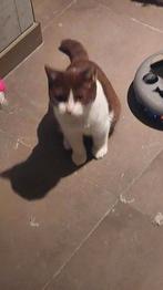 BRITSE KORTHAAR KITTEN met stamboom, Dieren en Toebehoren, Katten en Kittens | Raskatten | Korthaar, Poes, Gechipt