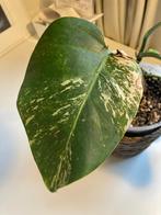 Monstera albo variegata, Huis en Inrichting, Kamerplanten, Overige soorten, Ophalen of Verzenden, In pot, Minder dan 100 cm