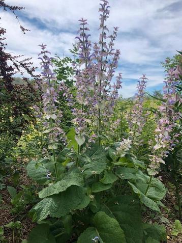 Salvia sclarea, muskaatsalie, salvia, Tuin en Terras, Planten | Tuinplanten, Ophalen