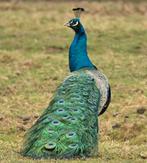 Blauwe pauwen, Dieren en Toebehoren, Pluimvee, Meerdere dieren, Overige soorten