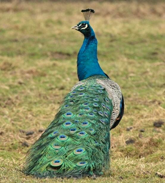 Blauwe pauwen, Dieren en Toebehoren, Pluimvee, Overige soorten, Meerdere dieren