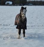 Belle jument galloise courageuse, Poney B (1.17 m à 1.27 m), Avec pedigree, 0 à 2 ans, Non dressé