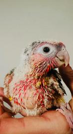 Bebes conures selection rouge, Animaux & Accessoires, Enlèvement