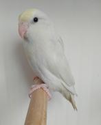 Forpussen in verschillende kleuren, Dieren en Toebehoren, Geringd