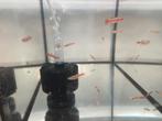 Langvinnige chinese danios, Ophalen, Zo goed als nieuw